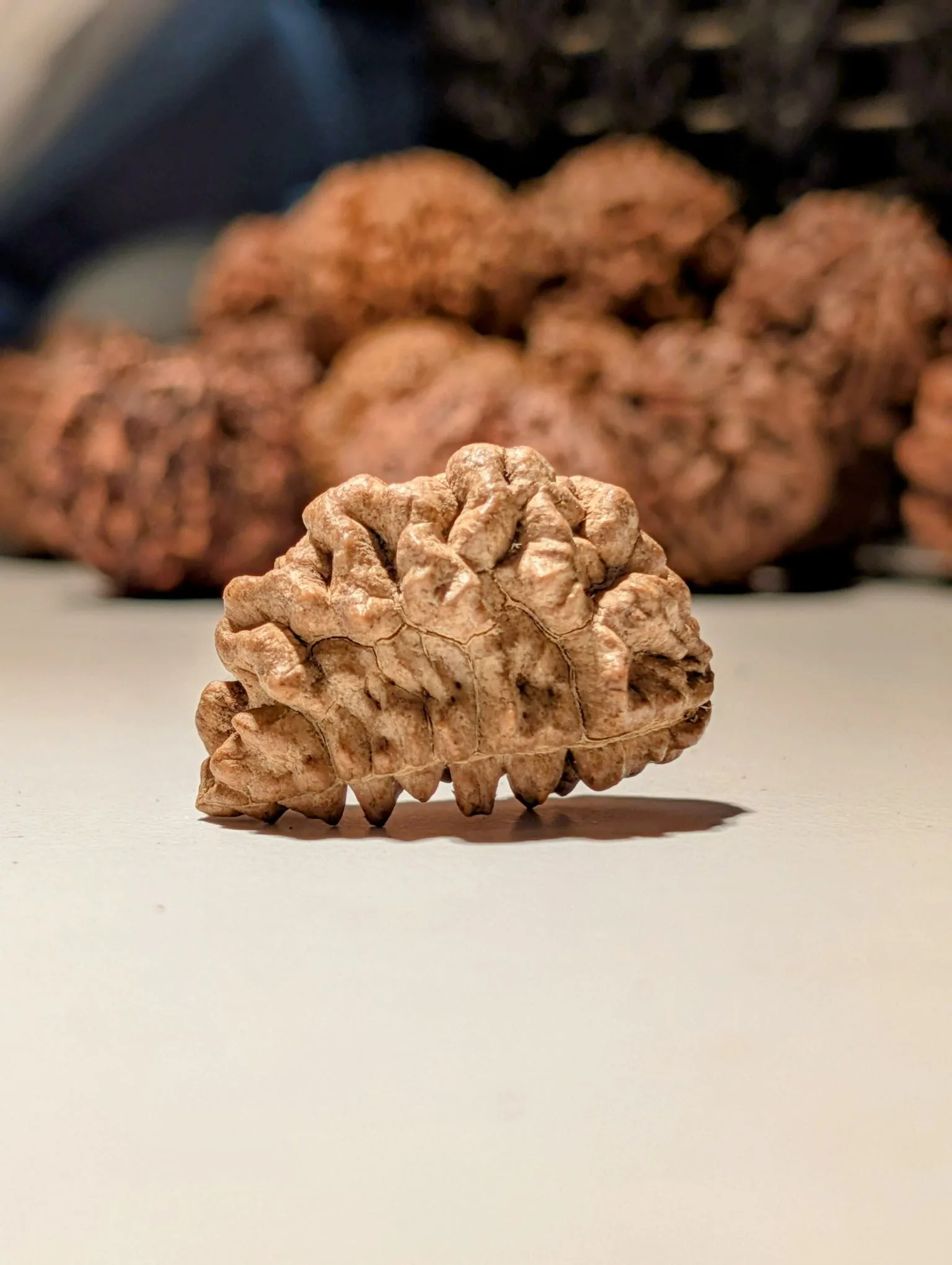 1 Mukhi Rudraksha