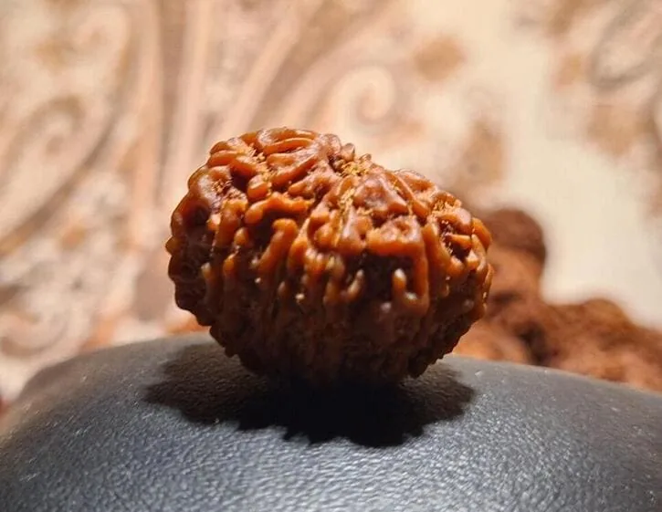 11 Mukhi Rudraksha