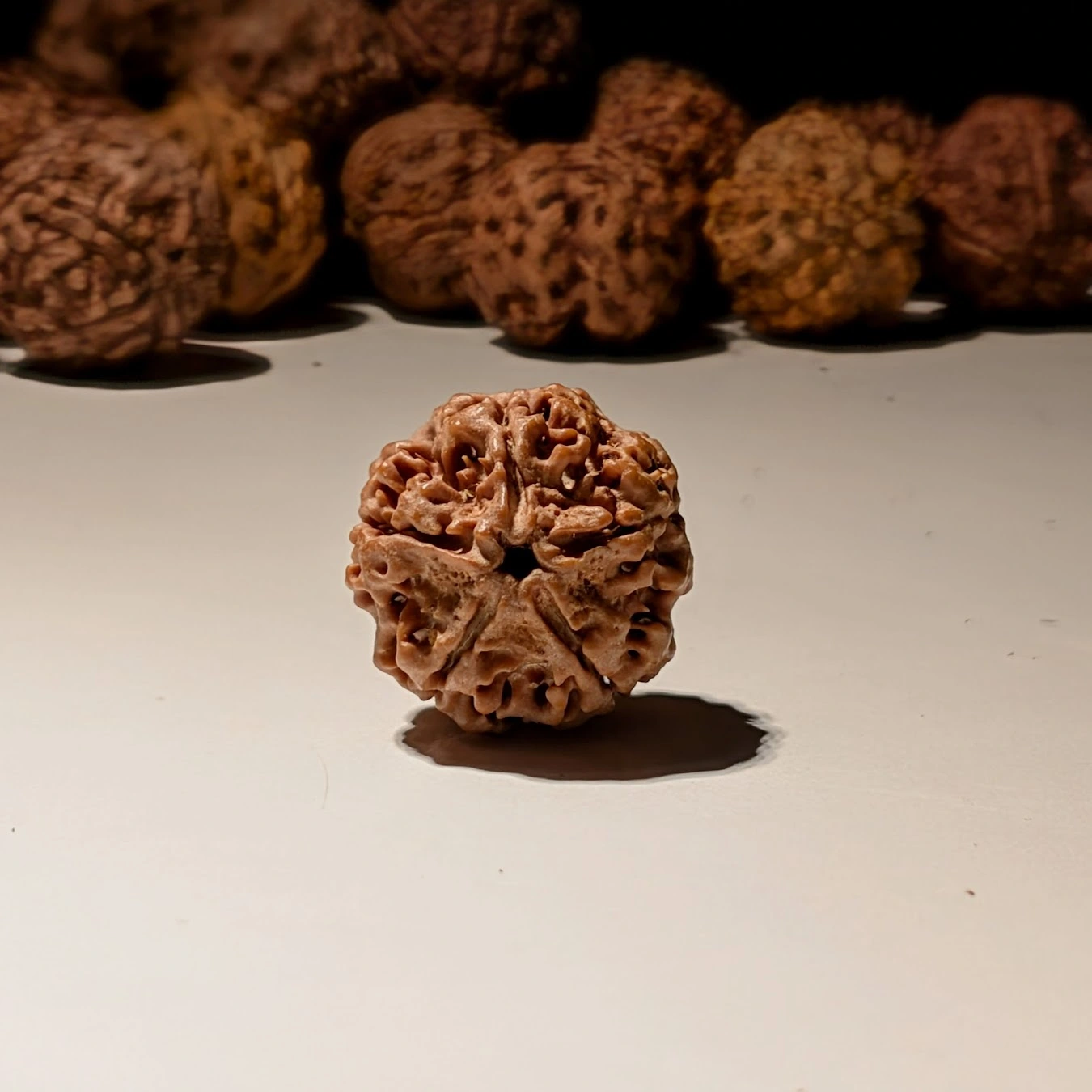 5 Mukhi Rudraksha