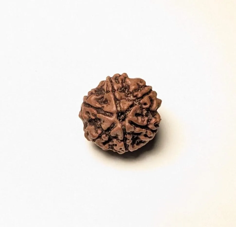 6 Mukhi Rudraksha