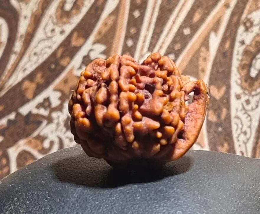 Ganesha Rudraksha